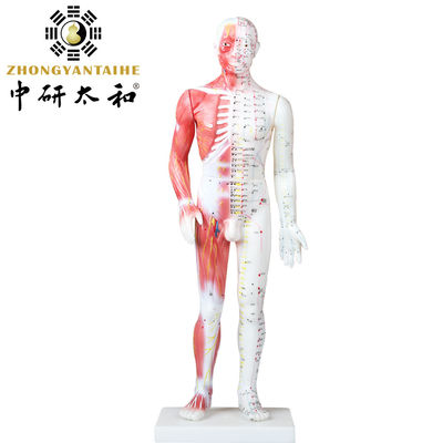 Китайская модель тела иглоукалывания с мышцами 60/85/170cm
