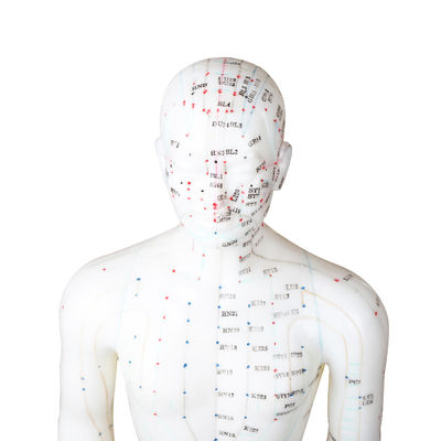 сертификат GMP человеческого тела модели иглоукалывания пункта 50cm мужской