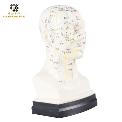 качество  Eco Friendly 20cm Head Acupuncture Body Model Without Effusion Liquid Фабрика