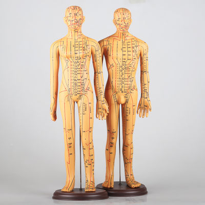 Диаграмма меридианов включает в себя иглоукалывание Модель тела Приблизительно 5 кг Универсальный для различных методов