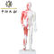 Китайская модель тела иглоукалывания с мышцами 60/85/170cm