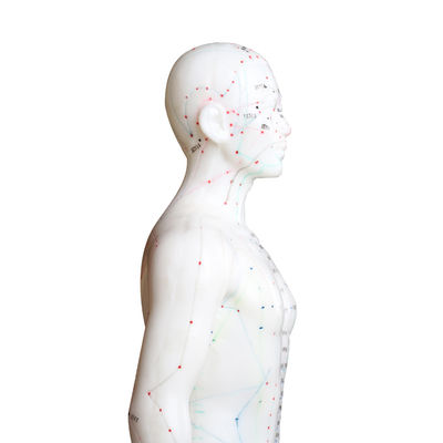 Универсальная модель тела для различных техник иглоукалывания, вес около 5 кг